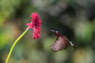 Purple-rumped Sunbird feeding on flower