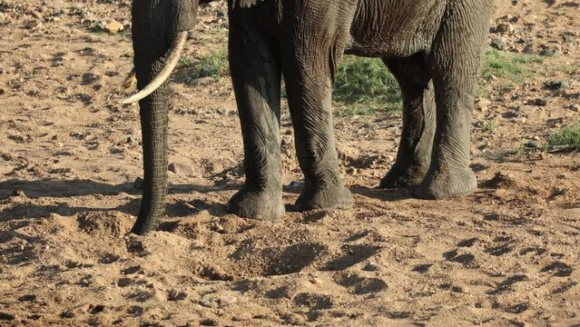 Elephant spraying itself with water dug from sandy riverbed, close up