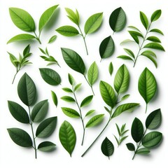 leaves isolated on a white background