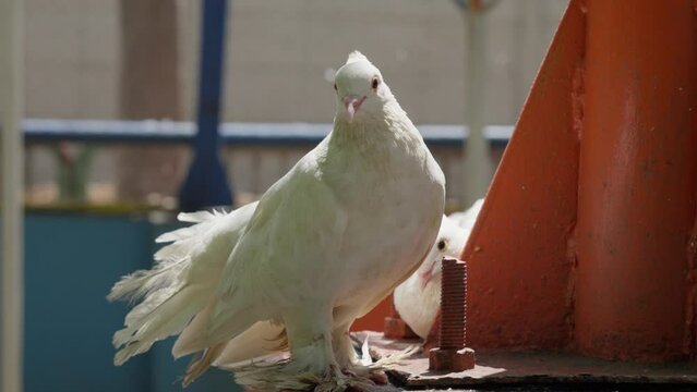 White fantail pigeon perched in urban setting, feathers ruffled