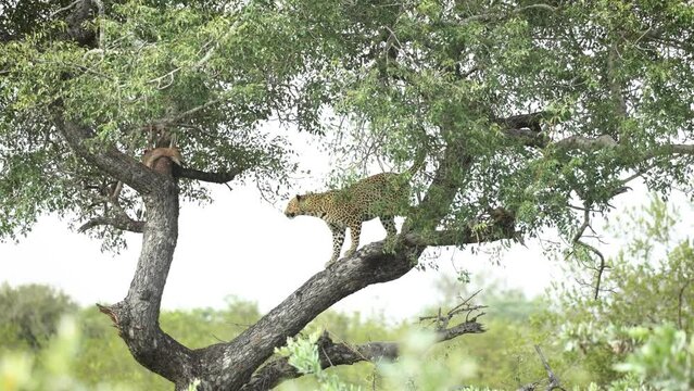 Leopard jumps from branch to branch in marula tree to get to carcass