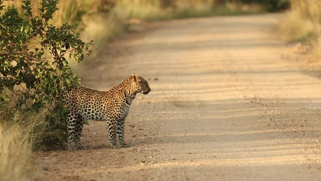 Leopard scent marking on tree next to road, Kruger National Park