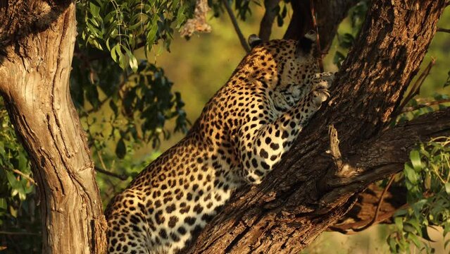 Close up of leopard sharpening its claws in tree, Kruger National Park