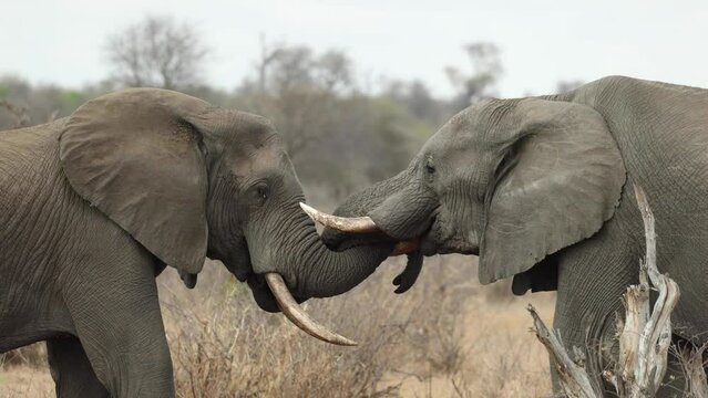 Two elephant bulls touching each other with their trunks, South Africa