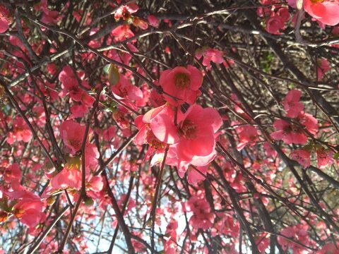 Las flores son hermosas, la naturaleza encanta y los arboles dan vida.