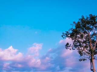 Obraz premium tree and sky