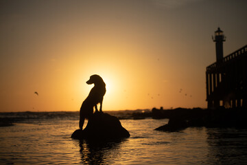 A dog silhouetted against a setting sun near a lighthouse. The warm glow of dusk casts a serene...