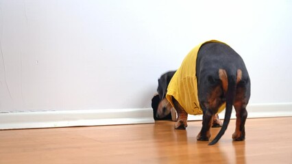 Little canine running around apartment notices hole in wall and sniffs cautiously to see inside. Pooch dressed in clothes walks around apartment