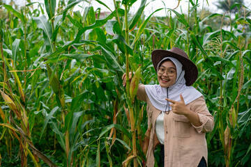 Young Asian female farmer who looks happy seeing her corn plants growing well. Young farmer woman smiling and harvesting corn. A beautiful woman on the background of the field holds the cobs of corn. 