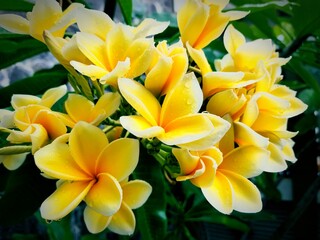 Obraz na płótnie Canvas portrait photo of yellow frangipani flowers.