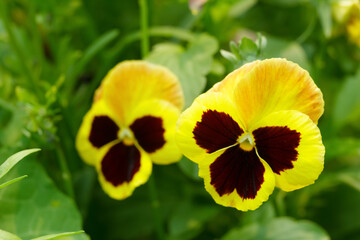 Yellow pansy flowers with brown spots and green leaves.