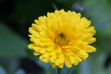 Yellow fragrant Calendula flower with green leaves in the garden.
