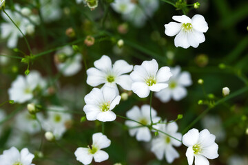 Tiny little white flowers of garden gypsophila with leaves.