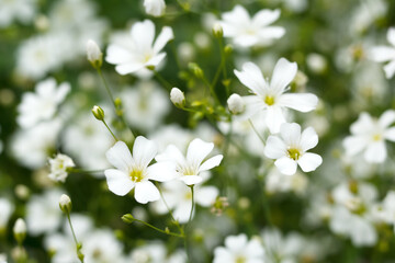 Tiny little white flowers of garden gypsophila with leaves.