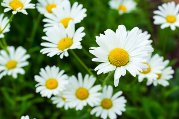 Obraz premium White Oxeye daisy flowers in the summer wildflower garden.