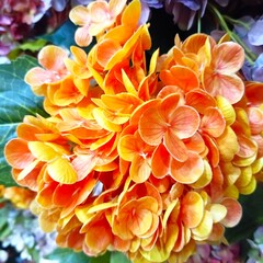 background some beautiful flowers for wedding scene