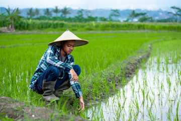 young asian male farmer clearing his rice field of weeds, young farmer.