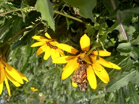Las flores son hermosas, la naturaleza encanta y los arboles dan vida.