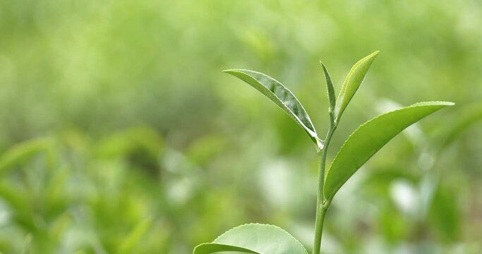 Green tea tree leaves field young tender bud herbal Green tea tree in camellia sinensis organic farm. Close up Fresh Tree tea plantations mountain green nature in herbal farm plant background morning