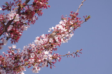 散り際の桜にとまる小鳥