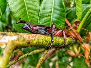 Xylotrupes gideon insect crawling on a log