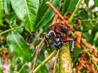 Xylotrupes gideon insect crawling on a log