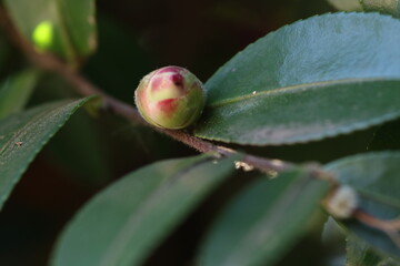 待ちわびる蕾（山茶花）