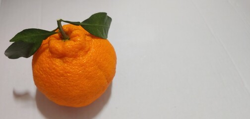 Jeju tangerines