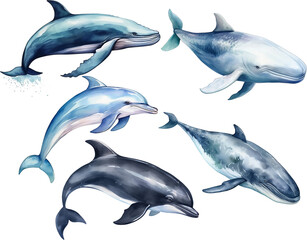 Collection of watercolor whale isolated on white