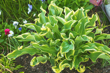 A bush of perennial decorative hosta with wavy leaves on a summer garden bed.