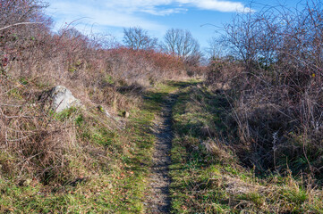 Obraz premium Trodden path in the grass between the bushes. Blue sky with white clouds.