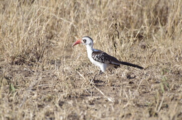 African Red-Billed Hornbill in the Grassland, Tanzania, Africa