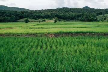 Green rice paddy field plantation