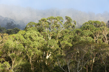 Obraz na płótnie Canvas Snow gum trees Misty Morning