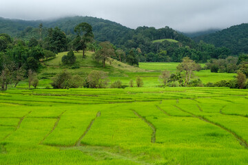 Obraz premium Landscape view of rgreen rice field and mountains on a horizon and cloudy sky