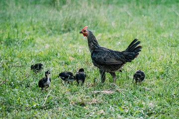 Hen and chicken outdoors eating on a green grass