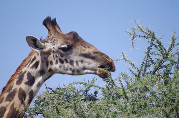 Close-Up of Giraffe Eating Leaves with Sky in Background, Tanzania