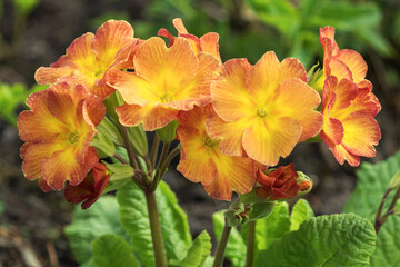 Blooming spring yellow-orange primrose in a garden country yard.