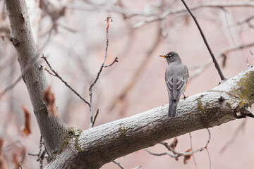 Beautiful birds in the trees and on the ground