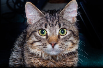 A kitten up close and personal