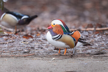 Ducks at the duck park