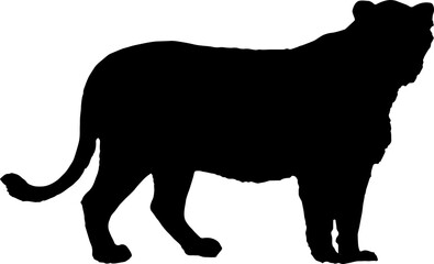 Walking black lion silhouette png concept with beautiful mane and tail isolated illustration transparent