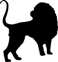 Walking black lion silhouette png concept with beautiful mane and tail isolated illustration transparent