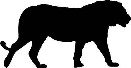 Walking black lion silhouette png concept with beautiful mane and tail isolated illustration transparent