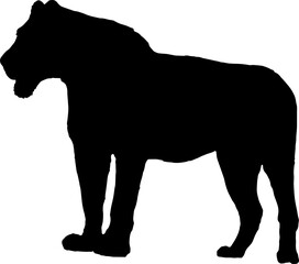 Walking black lion silhouette png concept with beautiful mane and tail isolated illustration transparent