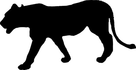 Walking black lion silhouette png concept with beautiful mane and tail isolated illustration transparent - obrazy, fototapety, plakaty