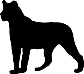 Walking black lion silhouette png concept with beautiful mane and tail isolated illustration transparent