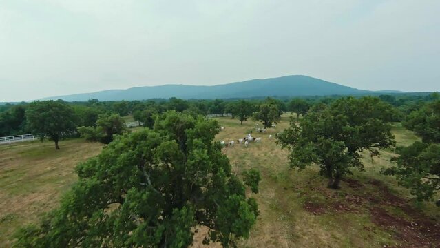 Lipica Stud Farm And Surroundings In Slovenia - Aerial FPV