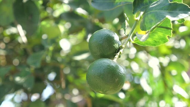 Fresh Lime Hang on Tree, Close Up