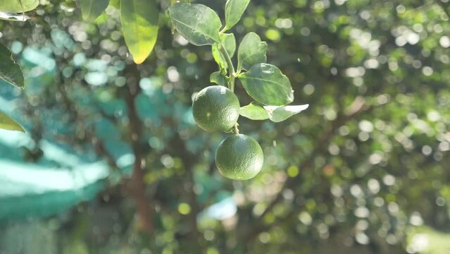 Fresh Lime Hang on Tree, Close Up